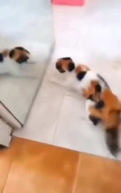 Abrupt cat