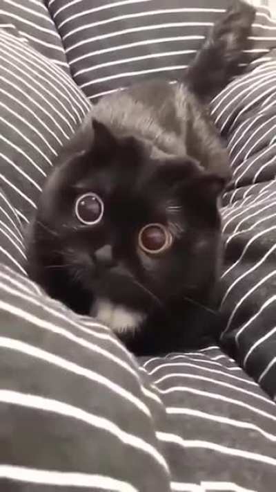 And they say cats are real!