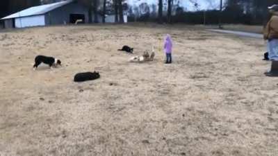 These good boys showing their herding as a team abilities