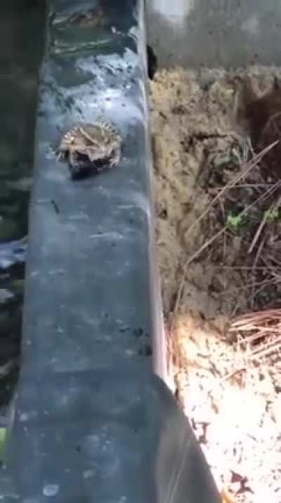 To eat an insect
