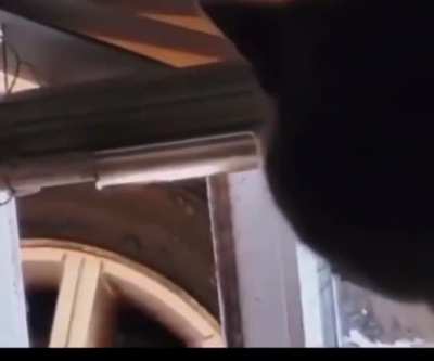 DFV (The roaring kitty) just tweeted. Stop hiding and fight in the open!