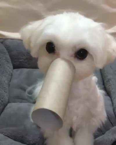 I guess I'm an elephant now