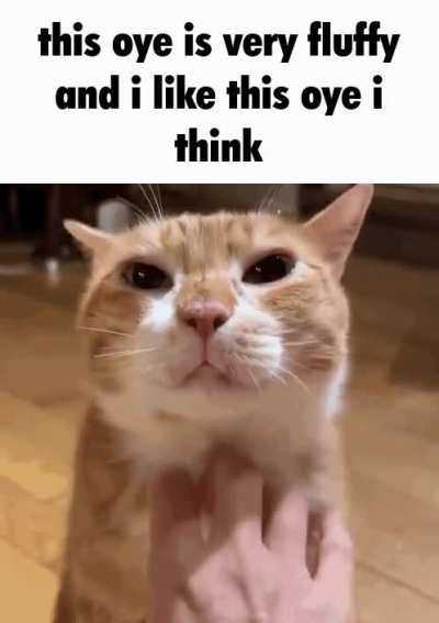 cat of the day 499