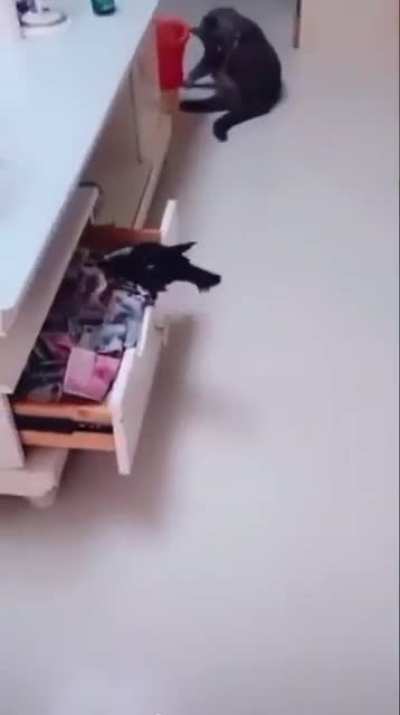 A pet bird, a Jungle Myna, has been trained to venture out, search for cash, and bring it back home.