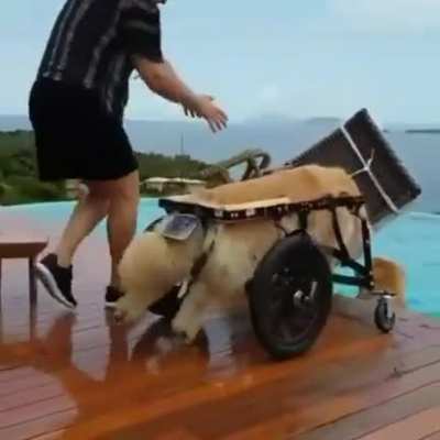 This is "Lion", a very good doggo battling cancer but still going strong and enjoying life