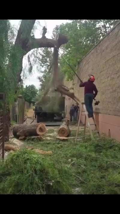 Bruce Lee said, "Boards don't hit back!" But sometimes trees do. 💥