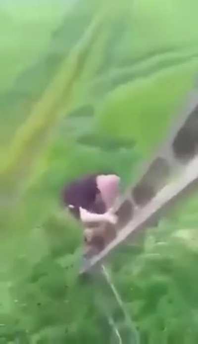 The higher they climb, the harder they fall