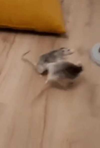 Ninja