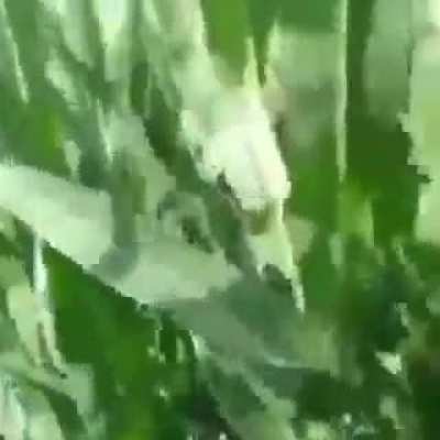 CORN