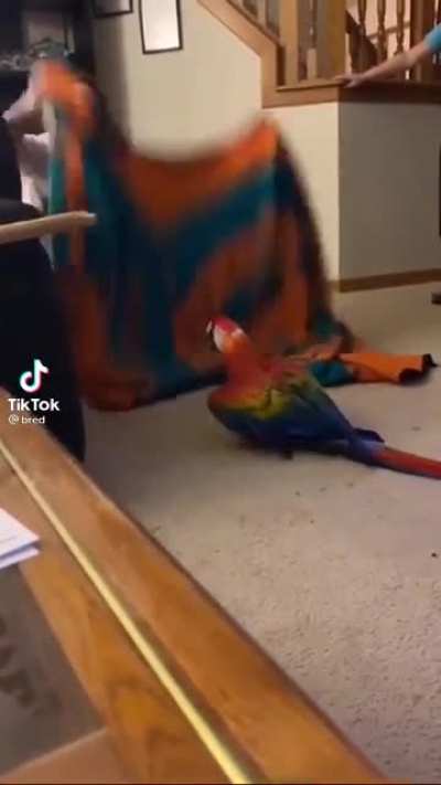 This parrot watching a trick
