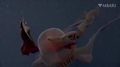 A rare encounter with a giant phantom jellyfish (3,200 ft) beneath the surface in Monterey Bay