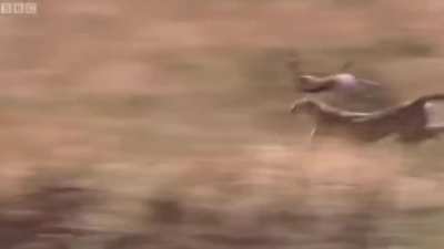 Never forget how fast cheetahs are