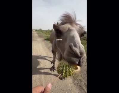 This camel&rsquo;s reaction to being tricked into eating a lemon