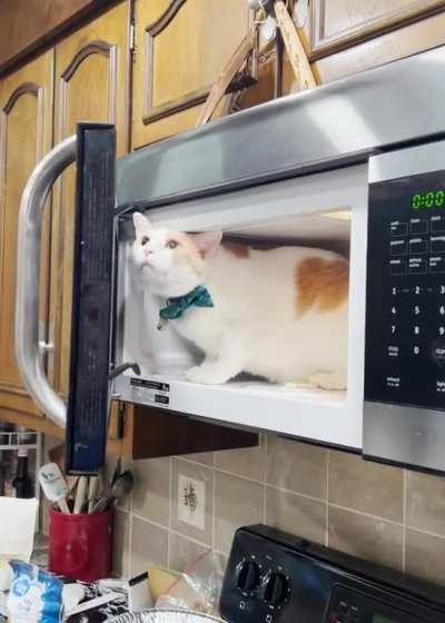 Mad I wouldn't let him stay in the microwave.