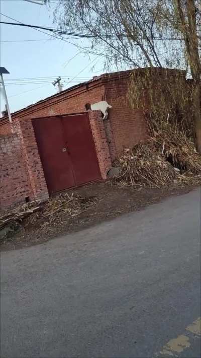 Urban goat