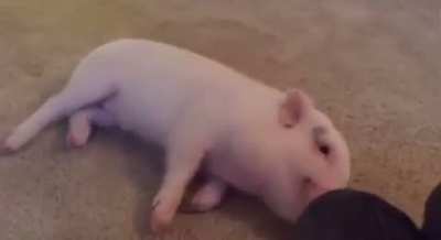 Pickle loves belly rubs