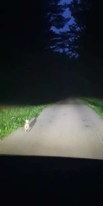 No bunny was actually harmed in thr making of this video