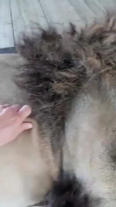 Nom nom