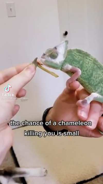 Chameleon