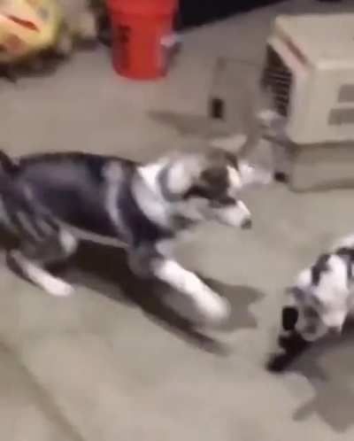 Goat having second thoughts&hellip;