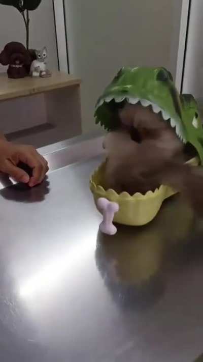 cat being cat