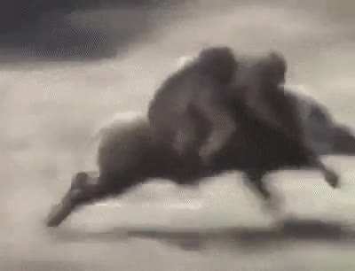 2 monkeys 1 boar