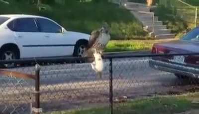 Hawk catches cat in the hood