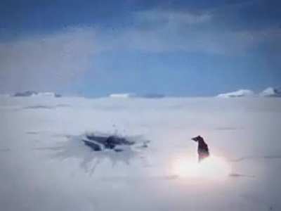 penguin.gif