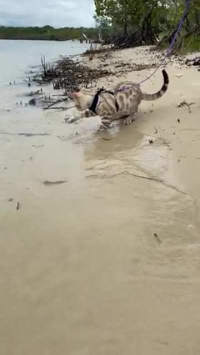 Soju&rsquo;s first time at the beach :)