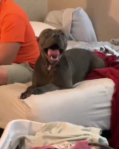 Doggo wants to go to the dog park