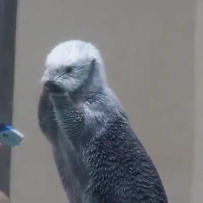 Checking a sea otter&rsquo;s temperature