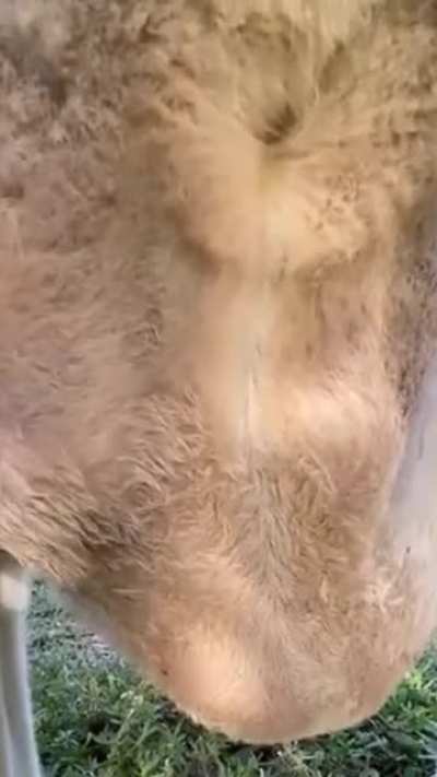 What the inside of a kangaroo pouch looks like