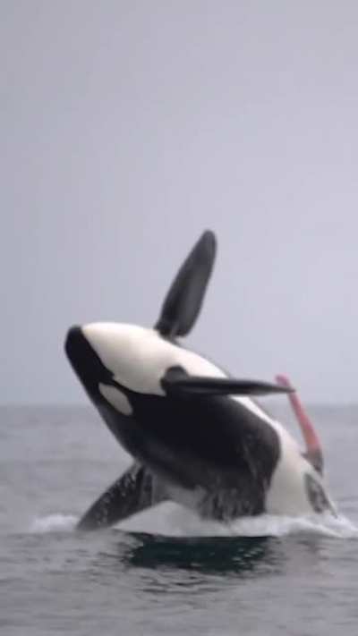 &ldquo;Let&rsquo;s go whale watching! It&rsquo;ll be fun!&rdquo;