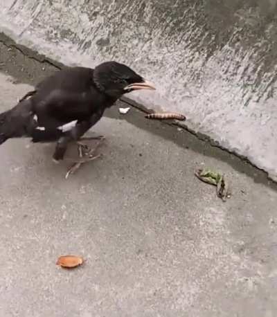 Smart bird