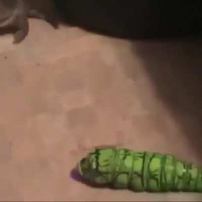 Froggo says no