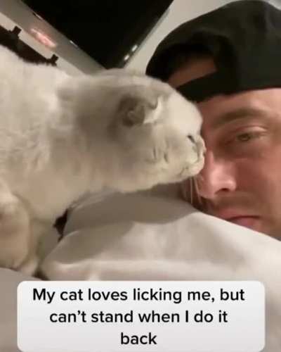 Instead of porn can we have cats