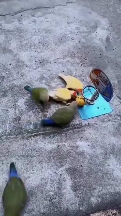 birdketball