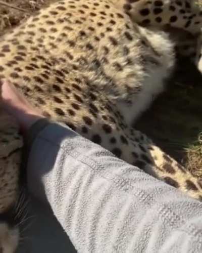 Котик