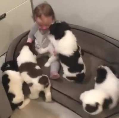 InFaNt GeTs mAuLeD bY WoLvEs