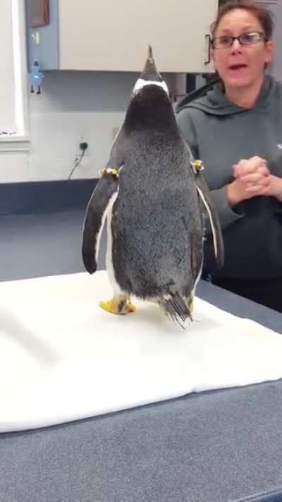 Gentoo Penguin