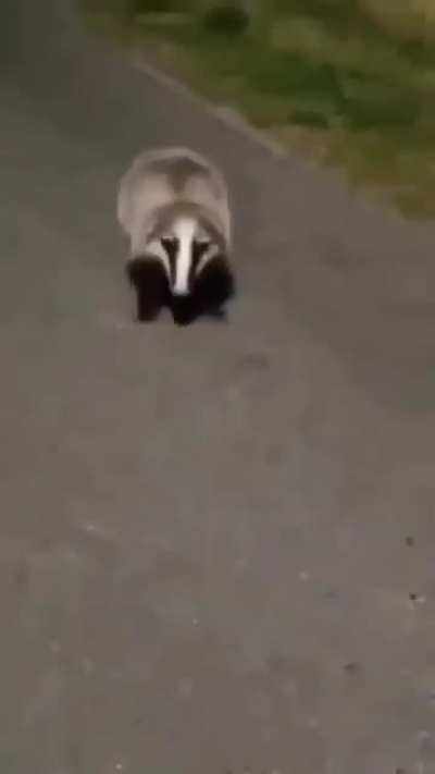 Everybody loves hedgehogs but badgers know how to confuse a Visegrader