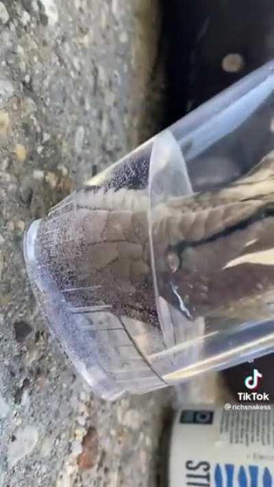 This is how giant snakes drink.