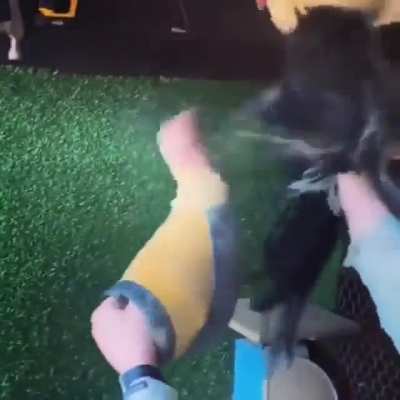 F u PETA ma boi got bitches to murder