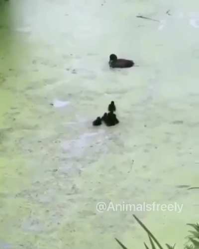 cRUeL MothEr abaNdONS HER chiLDREN