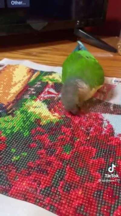 BonkyBird with the sick beats