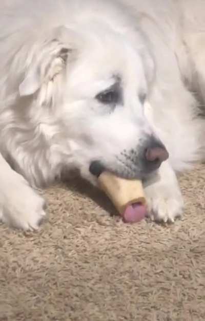 The majestic Great Pyrenees