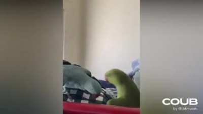 Беседы попугаев