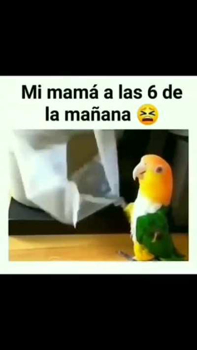 Para mi que lo hacia a prop&oacute;sito