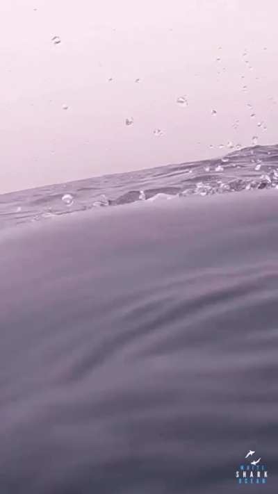 Great white appears, disappears and then....