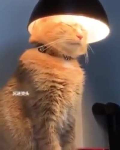 Curvei-se diante do s&aacute;bio felino